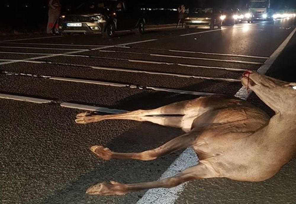 Nu doar urșii sunt lovți pe șoselele din Mureș...