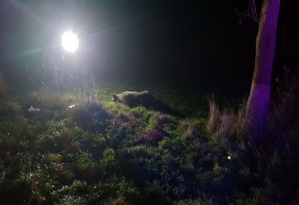 Un alt urs a murit lovit de o mașină, pe drumurile din Mureș