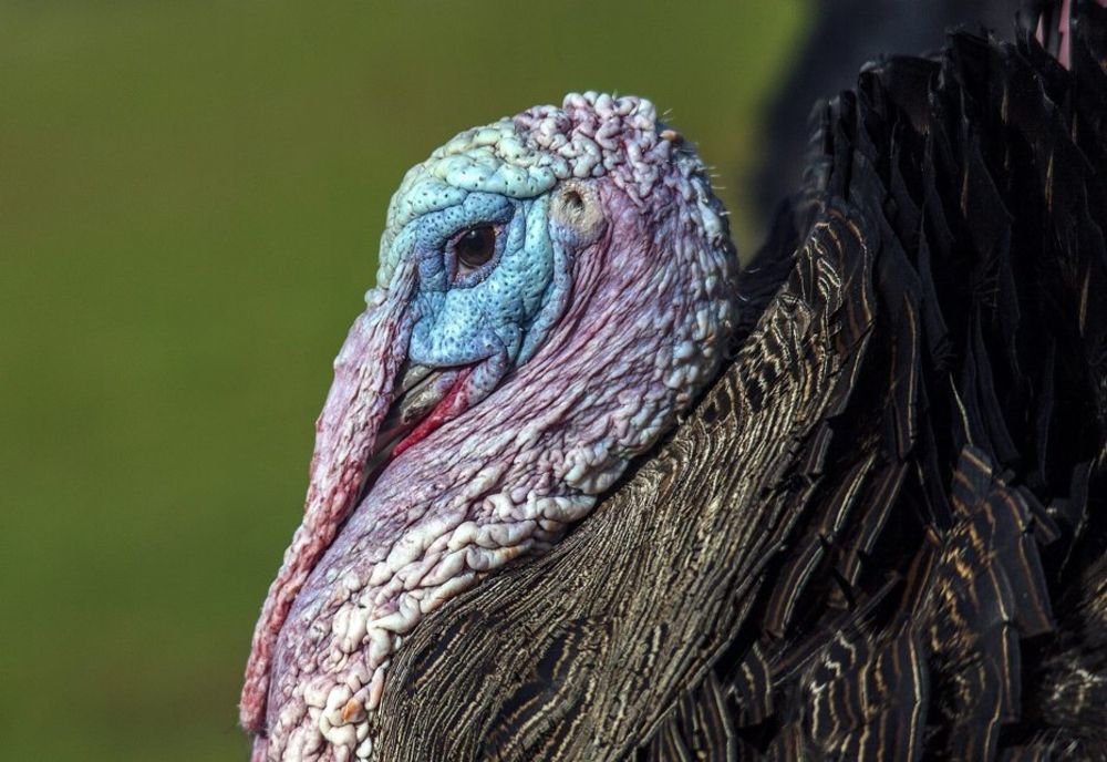 Carne de curcan potențial periculoasă, în județul Mureș!