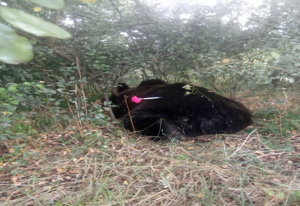 FOTO | Urs lovit de o maşină în judeţul Mureş! Medicii urmează să stabilească dacă poate fi salvat