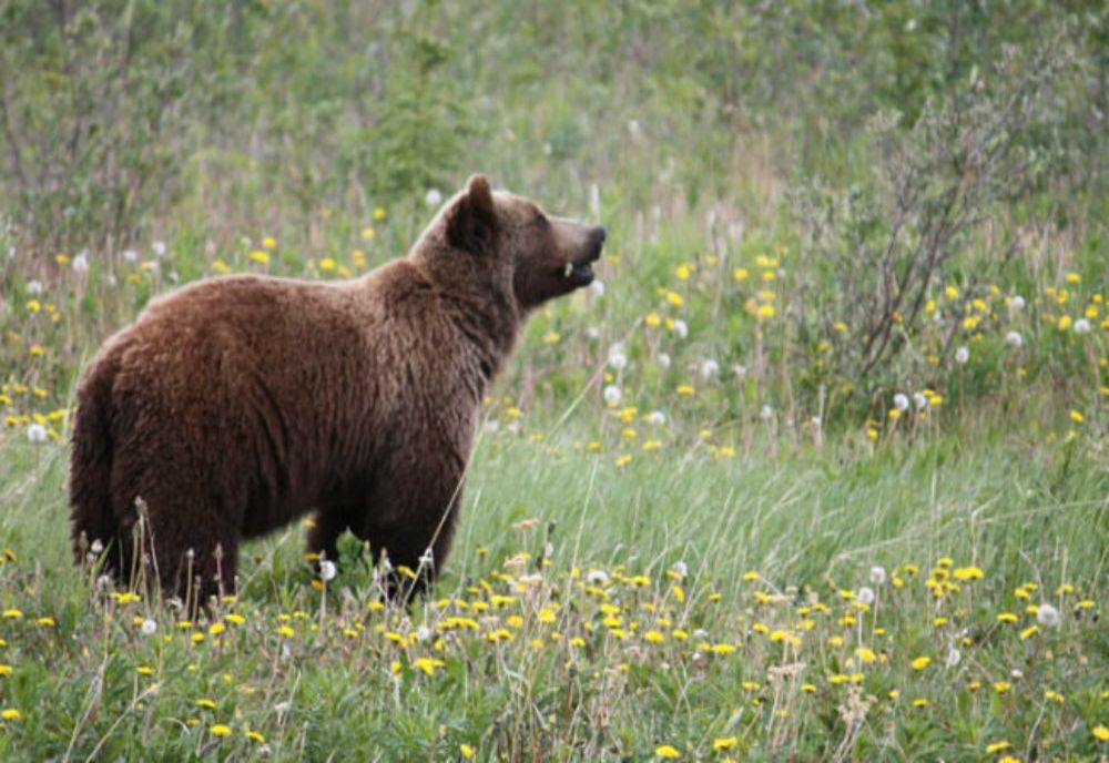 Alertă privind prezența unui urs într-o localitate din Mureș