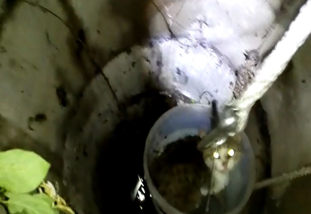 Pisică salvată de pompieri dintr-un puţ adânc de 12 metri