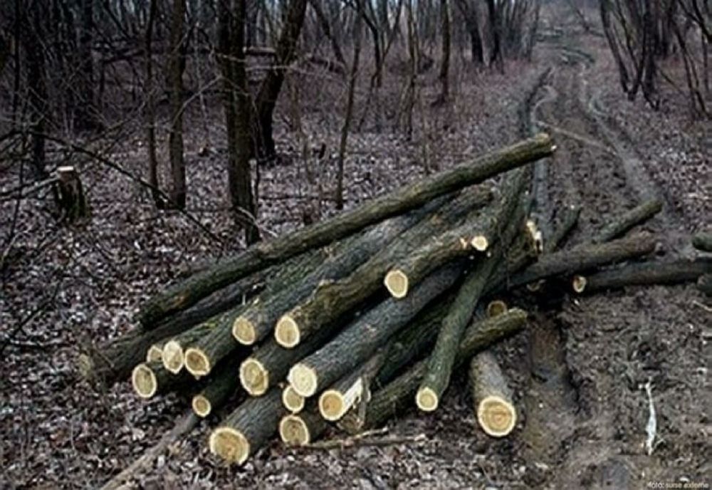 Trei bărbați și o femeie din Mica, reținuți, după ce au fost prinși furând arbori dintr-o pădure din Deaj