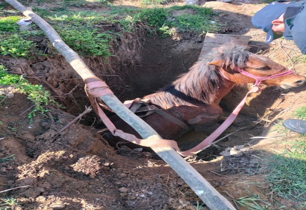 Cal căzut într-o groapă în Târgu Mureş! A fost salvat de pompieri (FOTO)