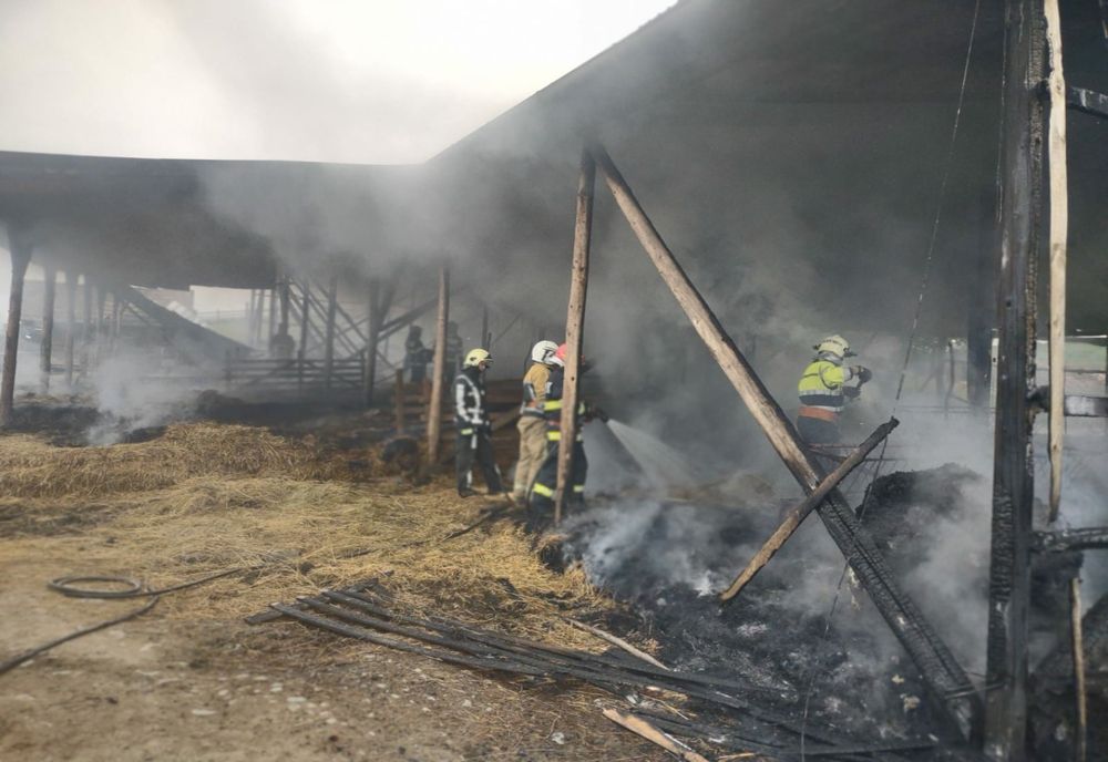 250 de oi au murit într-un incendiu în Șardu Nirajului (FOTO)