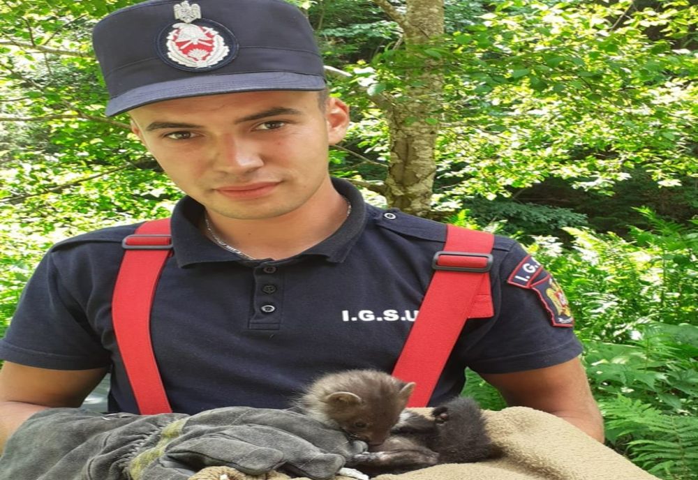 Pui de jder salvat dintr-un incendiu de pădure în judeţul Mureş (FOTO)