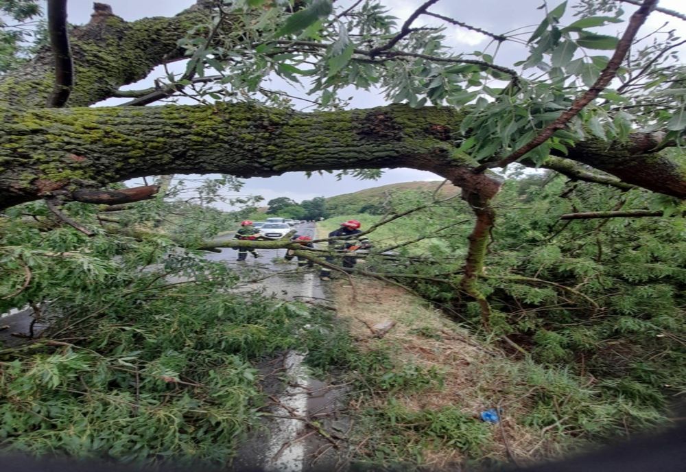 Furtuna a făcut ravagii în judeţul Mureş! Drum blocat de un copac căzut peste un TIR