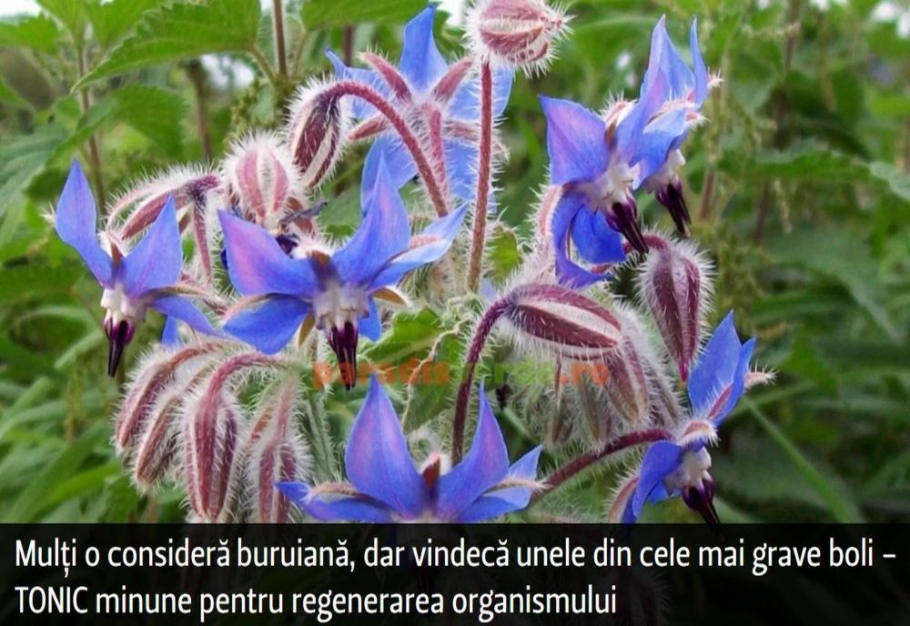 Mulți o consideră buruiană, dar vindecă unele din cele mai grave boli - TONIC minune pentru regenerarea organismului
