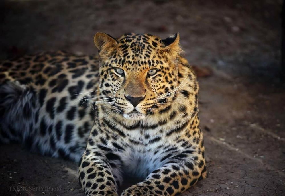 Noi locuitori în Grădina Zoologică din Târgu Mureş