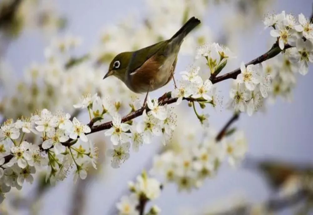 Vremea 13 martie - Maxime de până la 14 grade - Intensificări puternice de vânt - Ce zone sunt vizate