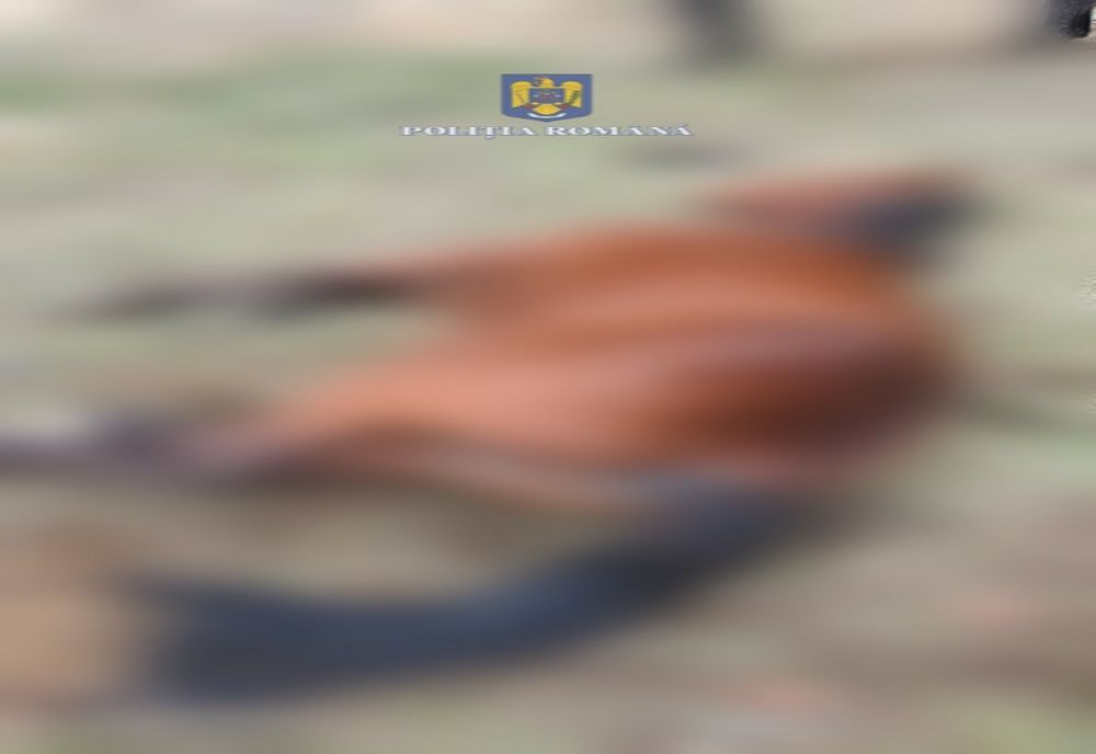 Tânăr din Petelea reţinut de poliţişti după ce a bătut calul familiei