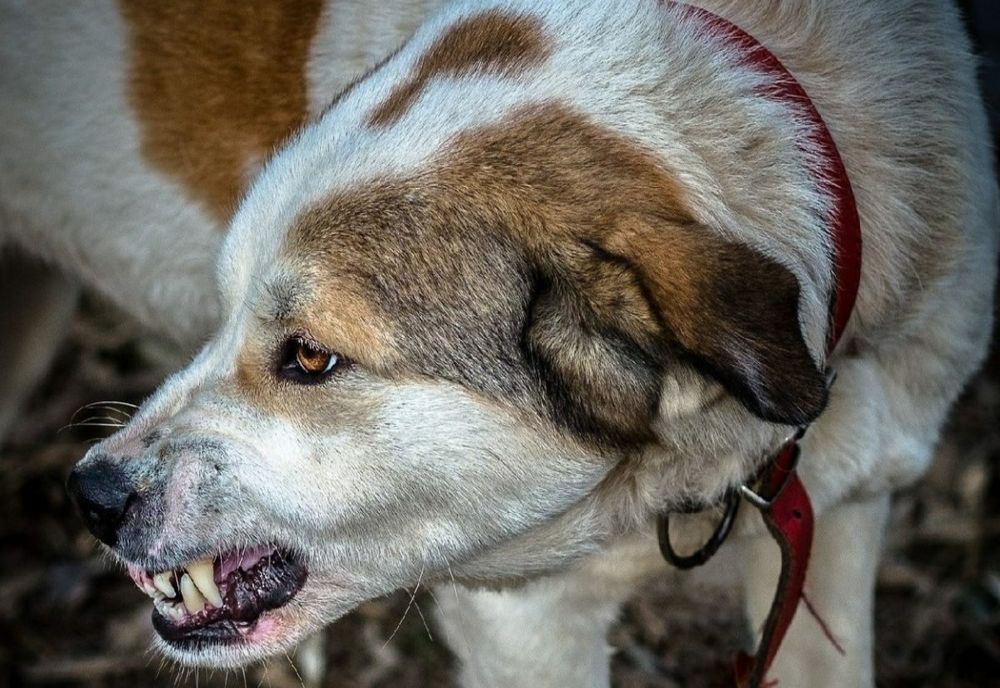Femeie muşcată de doi câini agresivi, la Mureș!