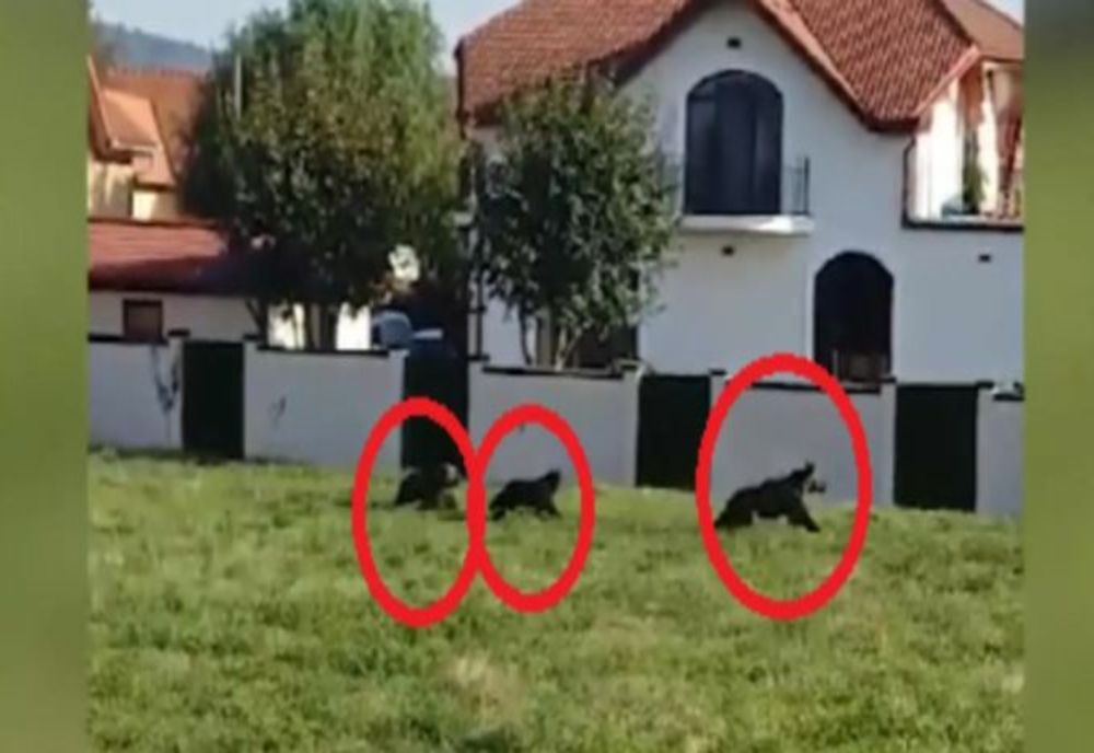 Ursoaică cu pui, fugărită de autorități, în Târgu Mureș. Animalele sălbatice au dat târcoale zonelor locuite, în plină zi