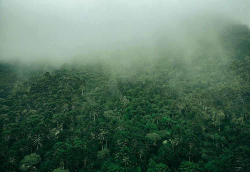 PĂDUREA TROPICALĂ AMAZONIANĂ A SCĂZUT CU O SUPRAFAŢĂ APROAPE EGALĂ CU CEA A SPANIEI, ÎN 40 DE ANI
