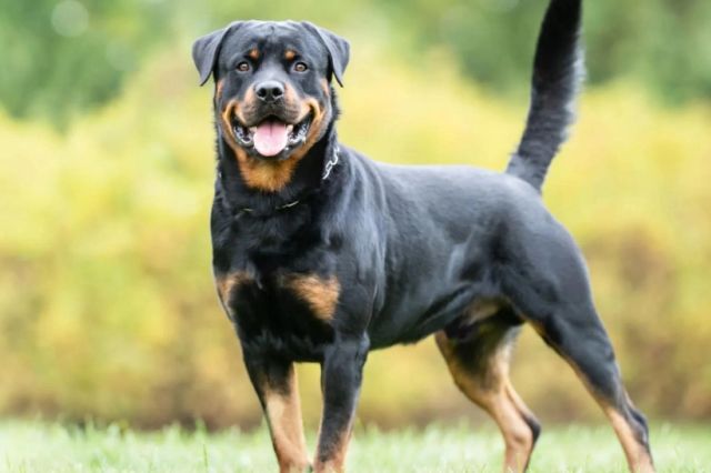 Minor atacat de câinii scăpați dintr-o curte. Amenzi de 15.000 pentru stăpânul animalelor