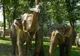 Condiții bune pentru animalele de la Zoo Tîrgu Mureș