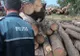 MUREȘ: Lemn confiscat