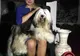 Tîrgu Mureș: “Dracula Dog Show”, cel mai important eveniment chinologic din România