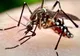 Mureș: cinci cazuri de infecţii cu West Nile