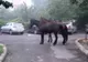 Sancțiuni pentru nesupravegherea animalelor