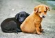 De Moș Nicolae, puteți adopta un prieten necuvântător