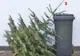 TÎRGU MUREȘ: Se colectează brazii naturali