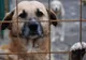 Sute de câini fără stăpân, adoptați de la Tîrgu Mureș