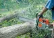 VIDEO/ASTĂZI: Se taie arbori la Răstolița. Circulație îngreunată pe DN15!