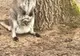 FOTO: La Zoo Târgu Mureș s-au născut doi pui de cangur