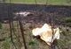 FOTO/ASTĂZI: Cadavrul carbonizat al unei femei a fost descoperit în Hodac