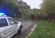 TOFALĂU: Un copac a căzut peste cablurile rețelei electrice. Au intervenit POMPIERII!
