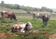Au furat șapte bovine din Sînpaul. Sunt reținuți
