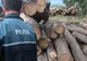 24 de metri cubi de lemn, confiscați la Hodac