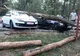 FOTO: Un copac a căzut peste două mașini, în parcarea de la Platoul Cornești