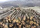 Confiscări record de material lemnos la Solovăstru și Hodac