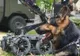 Militarii din Forțele pentru Operații Speciale din Târgu Mureș, la UNTOLD