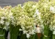 Parfum de tuberoze, într-un eveniment unic în România, la doi pași de Sighișoara