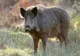 Suspiciune de pestă porcină africană, lângă Sighișoara! Al doilea caz din Mureș, după Sovata