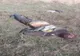 VIDEO EXCLUSIV: Mureșul, sub asediul urșilor. Al doilea atac mortal, în mai puțin de o lună