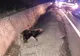 Ursul accidentat lângă Bălăușeri a supraviețuit! A fost transportat la Grădina Zoologică din Târgu Mureș