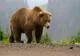 DEOCAMDATĂ, ursul văzut în Reghin s-a retras în pădure