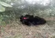 FOTO | Urs lovit de o maşină în judeţul Mureş! Medicii urmează să stabilească dacă poate fi salvat