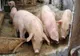 Focar de pestă porcină africană în Șăulia! Ce măsuri au luat autoritățile