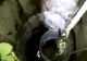 Pisică salvată de pompieri dintr-un puţ adânc de 12 metri