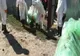 Pesta Porcină Africană confirmată într-o exploatație de porci domestici