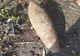 Bombă de calibru 120mm descoperită într-o localitate din judeţul Mureş (FOTO)