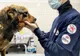 Târgu Mureș: Campanie gratuită de sterilizare pentru câini și pisici
