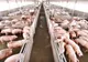 MADR acordă ajutoare excepționale producătorilor agricoli, crescători de animale din sectoarele suin și avicol