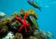 8 iunie, Ziua Mondială a Oceanelor