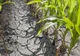 STAREA DE VEGETAŢIE A CULTURILOR AGRICOLE NEIRIGATE VA CONTINUA SĂ SE DEPRECIEZE ÎN SUDUL, SUD-ESTUL ŞI ESTUL ŢĂRII